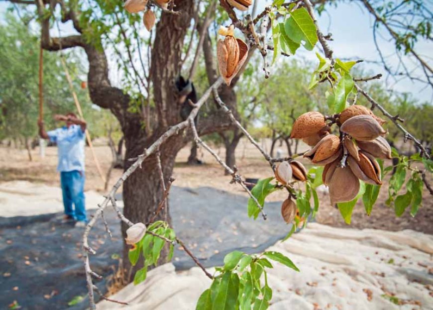 How many almonds does 1 tree produce?