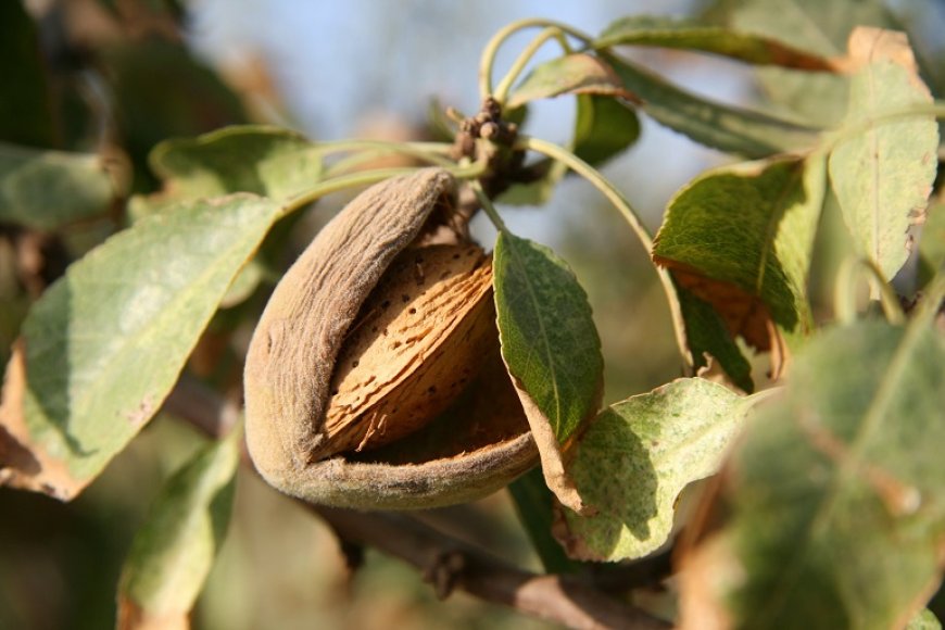 How much water does it take to grow a kg of almonds?